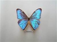 藏品(摩爾佛蝶科)的圖片